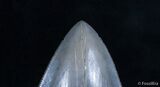 Collector Quality Megalodon Tooth - Just Under Inches #2025-3